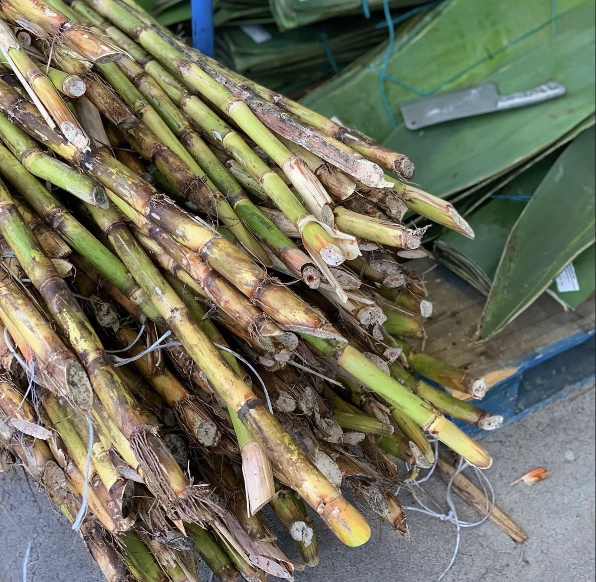 Sugar cane
